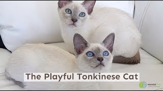 The Playful Tonkinese Cat [upl. by Walliw]