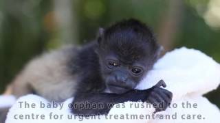 Two weeks old and fighting for survival meet the baby monkey who broke our hearts [upl. by Malin]