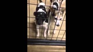 Harbor 3 yr old JRT dachshund mix and Rat Terriers up for adoption [upl. by Sumahs]