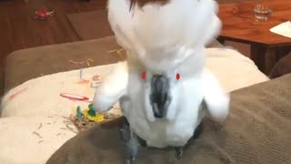 Super Vocal Birds  Funny Bird Video Compilation 2020 [upl. by Lederer916]