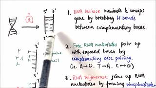 AS Biology  Transcription OCR A Chapter 310 [upl. by Terri]