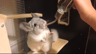 Chinchilla Accepting a Handheld Drink [upl. by Cooper]