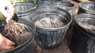 How to Plant and Grow Taro Roots AKA Malanga Gabi etc [upl. by Doll]