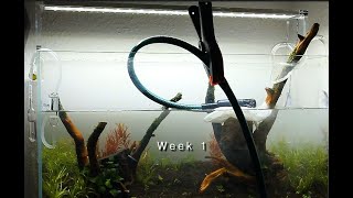 Aquadesignamano Spirit  Way of the ADA System  1 Week Update  ADA 60p Nature Aquarium [upl. by Yennep216]