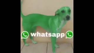 whatsapp dog [upl. by Lenzi18]