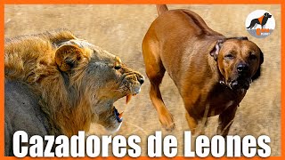 quotEl cazador de leones africanoquot🦁 🐶rhodesianridgeback 🦮 💪 🦴 [upl. by Adnarb]