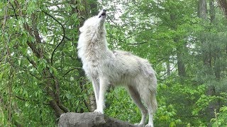 What 30 Wolves Howling Sounds Like [upl. by Harewood]