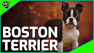 Boston Terrier Dogs 101 Boston Terrier Facts and Information [upl. by Mccarty]