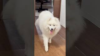 ご飯の匂いを感じたサモエド犬 サモエド サモエドスマイル samoyed 大型犬 サモエド子犬 癒し [upl. by Gail]