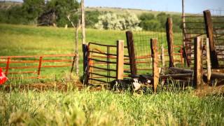 Border Collie working Cattle [upl. by Derfla]