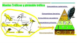 niveles tróficos y piramide trófica [upl. by Wollis569]