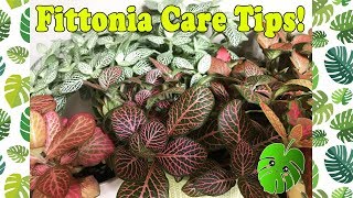 Fittonia Care Tips [upl. by Sirraj]