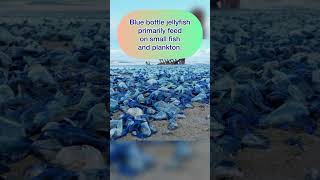 Amazing facts about the Bluebottle jellyfish australia facts natgeowild nature ytshorts [upl. by Amekahs]