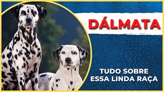 🐶 RAÇA DÁLMATA  TUDO SOBRE ESSA LINDA RAÇA DE CACHORRO GUIA DE RAÇAS [upl. by Ahsinyt823]