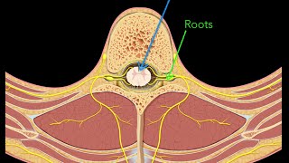 Spinal nerves [upl. by Brookner659]