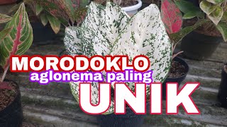 Aglonema Morodoklo [upl. by Atika]