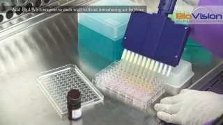 Cell Proliferation Assay Kit Video  Biovision Inc [upl. by Liw]