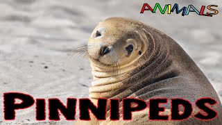 Animals video  Pinnipeds  facts about animals  general knowledge video [upl. by Daryn]