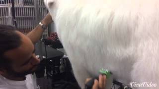 Grooming a Great Pyrenees and removing undercoat [upl. by Zeiger]