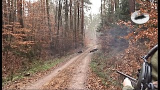 Wild boar driven hunting in December 2018  best moments 2 [upl. by Eenahs]