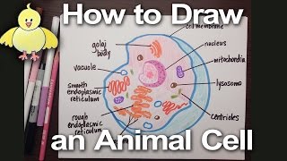 How to Draw an Animal Cell Diagram Homework Help  DoodleDrawArt [upl. by Odranar]