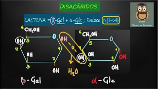 Fórmulas de DISACÁRIDOS MALTOSA LACTOSA SACAROSA Formación del ENLACE O  GLUCOSÍDICO Biología [upl. by Booze]