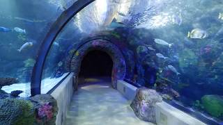 Virtual Walkthrough of the Virginia Aquarium [upl. by Viviyan]