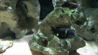 Introduction Cyprichromis Leptosoma Utinta [upl. by Asiaj255]