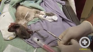 Removing a Feeding Tube from a Cat [upl. by Shorter]