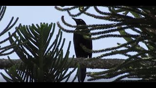 CANTO DEL ZANATE CARIBEÑOCARIB GRACKLEQuiscalus lugubris [upl. by Durante]