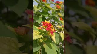 🌸🌺🏵 lantana plant natureplant flowers floweringplant [upl. by Isborne]