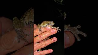 Avezvous déjà entendu ce son wildlife wildlifebiologist herping quebec amphibiens hylidae [upl. by Saire43]