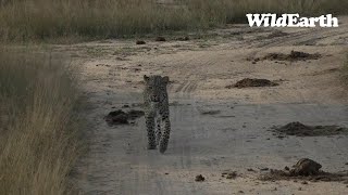 WildEarth  Sunrise Safari  10 May 2023 [upl. by Hall]