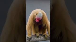 uakari monkey shorts viralvideo facts monkey uakari [upl. by Miyasawa]