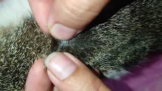 Safely Popping and Removing Pests from Your Cat [upl. by Watkin]