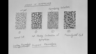 STAGES OF PLASMOLYSIS DIAGRAM CLASS 11 BIOLOGY [upl. by Berard]