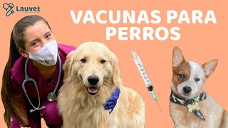 VACUNAS PARA PERROS CACHORROS Y ADULTOS  Lauvet [upl. by Landri]