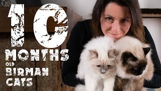 Briman cats in first 10 months  Awesome Birmans  Cats diary [upl. by Evilo]