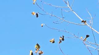 REDTAILED HAWK SOARING OVER ST PATRICKS COUNTY PARK [upl. by Laroy466]