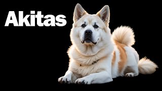 Akita Dogs 101 Everything You Need to Know About This Loyal Breed [upl. by Orlene]