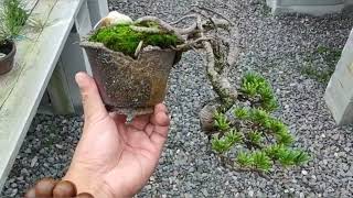 Bonsai Tree Collection bonsaiplants bonsaitree [upl. by Bergeman277]