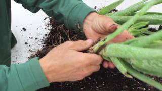 Propagating Aloe Plants [upl. by Anyela]