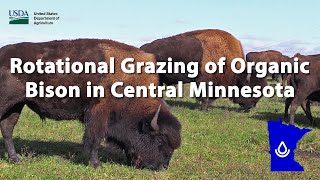 Rotational Grazing of Grassfed Bison in Central Minnesota [upl. by Dedie]