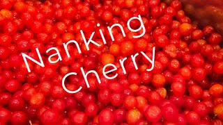 Step By Step To Making Cherry Jelly [upl. by Nalad590]