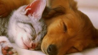 PET THERAPY ♣ Sleep Music w Binaural Beats for Dogs amp Cats  Sleep Disorders  2 HOURS [upl. by Pepita]