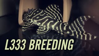 L333 King Tiger Pleco Breeding [upl. by Costanza]