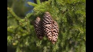 Picea abies Norway spruce Pinaceae [upl. by Jacobah]