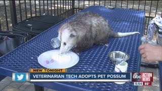 Pet possum is changing perceptions in Citrus County [upl. by Samid]