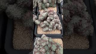 Echeveria Elegans crested succulent plants garden cactus [upl. by Harold]