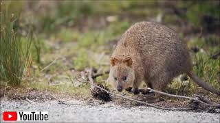 Vidéo 29  Le quokka est un petit marsupial [upl. by Eecrad414]